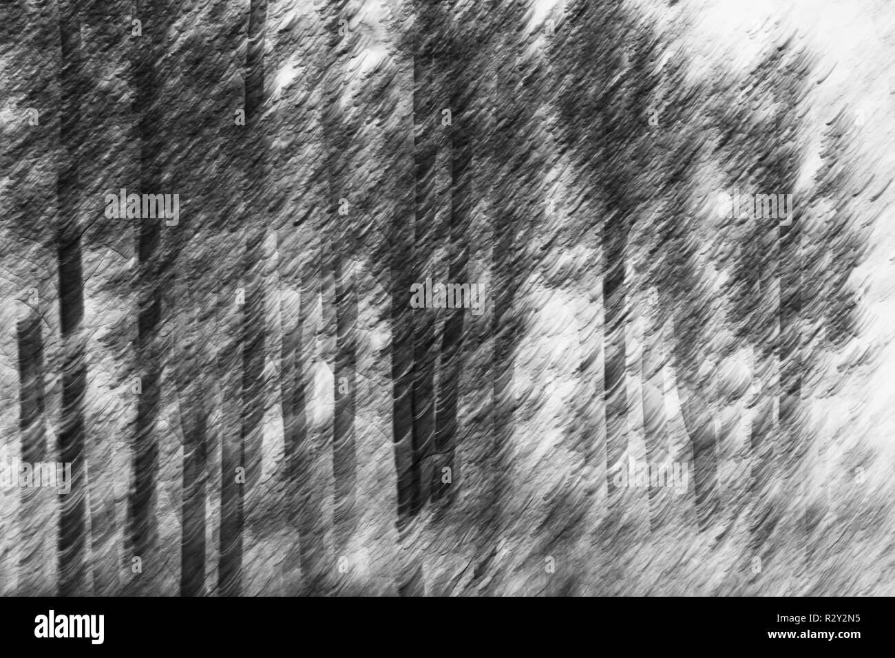 Movimento sfocate, una foresta di alberi di Aspen in autunno, dritto bianco tronchi di albero astratto. Foto Stock