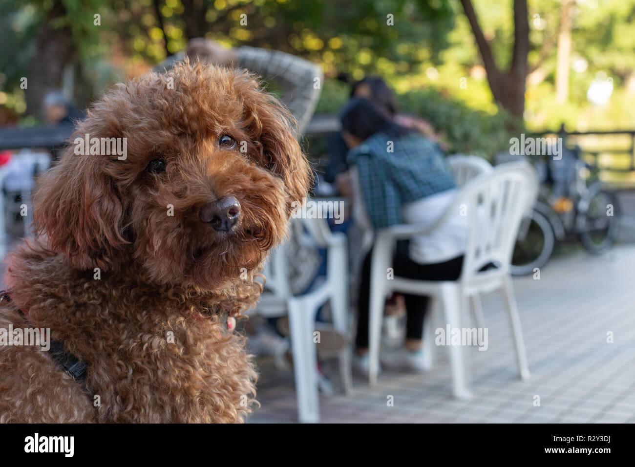 Ritratto di barboncino marrone in un outdoor cafe guardando dritto verso la fotocamera Foto Stock