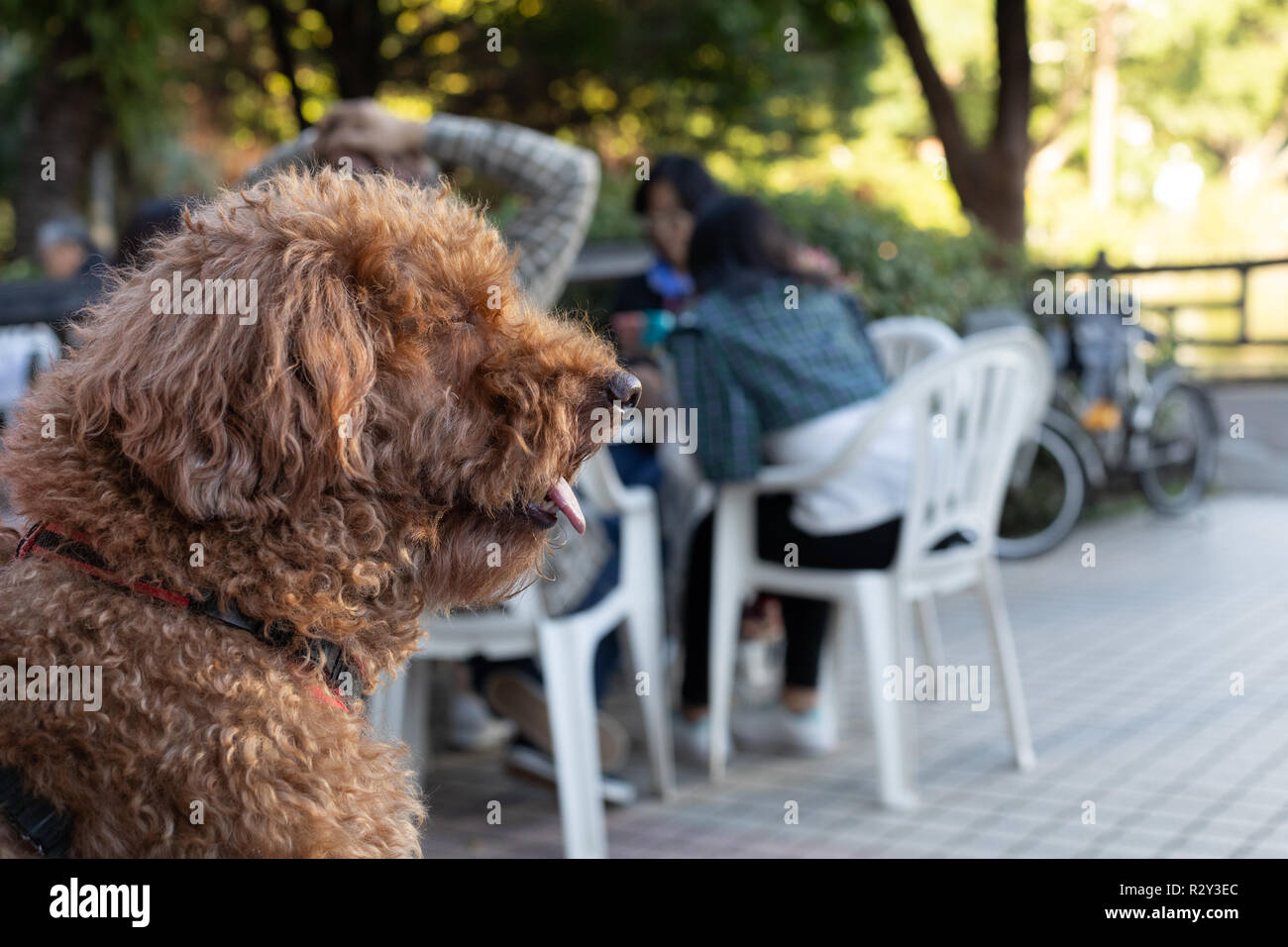 Ritratto di barboncino marrone in un cafe' all'aperto Foto Stock