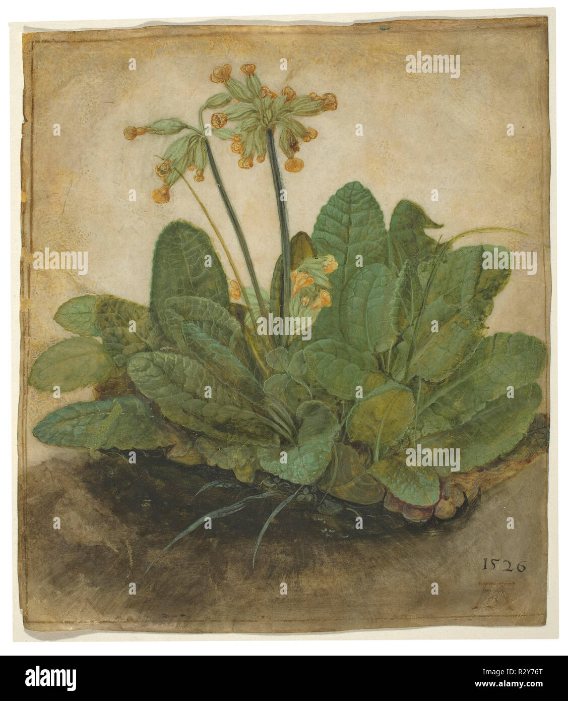 Ciuffo di Cowslips. Data: 1526. Dimensioni: complessivo: 19,3 x 16,8 cm (7 5/8 x 6 5/8 in.). Medium: gouache su carta pergamena. Museo: National Gallery of Art di Washington DC. Autore: Dürer, Albrecht. ALBRECHT Dürer. Foto Stock