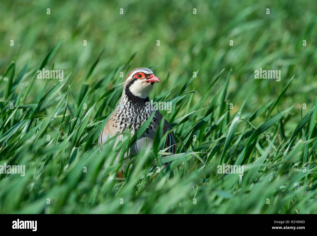 Pernice Red-Legged, Norfolk Foto Stock