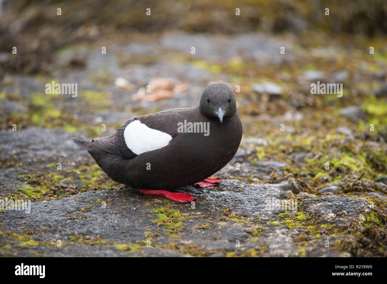 Black Guillemot, Oban, Scozia Foto Stock