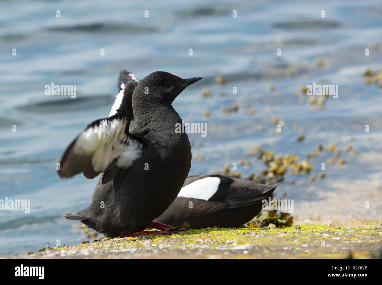Black Guillemot, Oban, Scozia Foto Stock