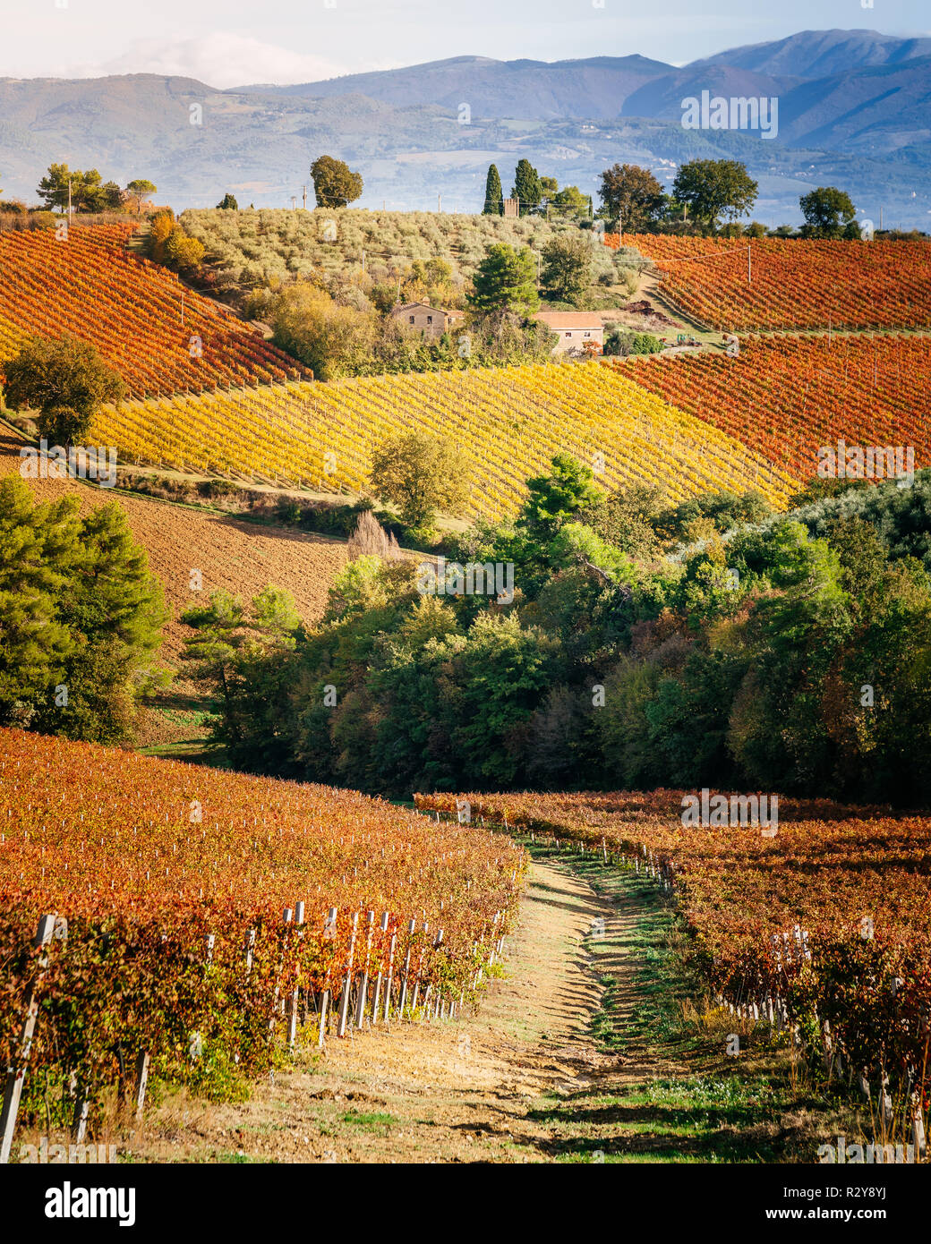 Sagrantino Wine vigneti in autunno, Montefalco in Umbria, Italia Foto Stock