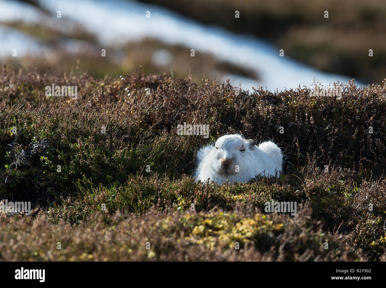 La Lepre Bianca, Strathdearn, Highlands scozzesi, Scozia Foto Stock