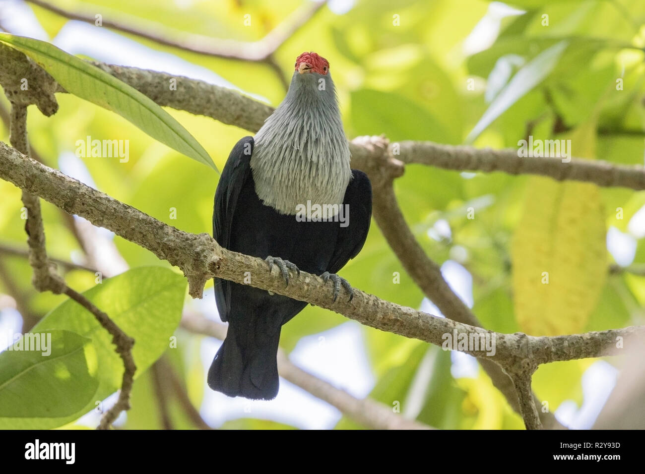 Seychelles blu Alectroenas piccione adulto pulcherrimus appollaiato su albero, Victoria, Mahe, Seicelle Foto Stock