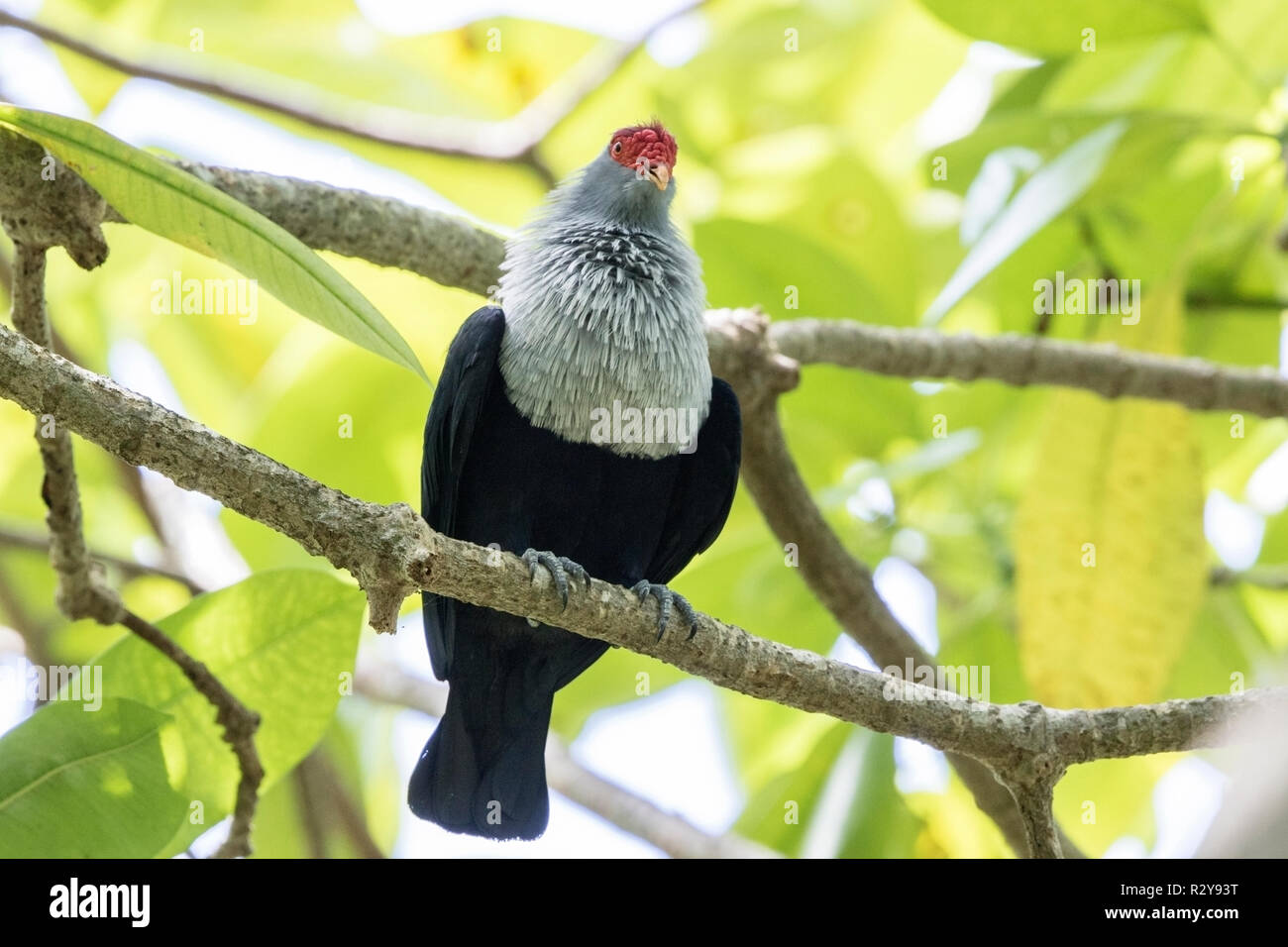 Seychelles blu Alectroenas piccione adulto pulcherrimus appollaiato su albero, Victoria, Mahe, Seicelle Foto Stock