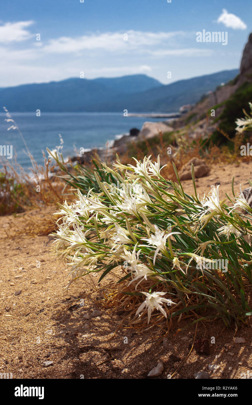 Bellissimo fiore di montagna in sardegna isola in Italia. Sullo sfondo della natura Foto Stock