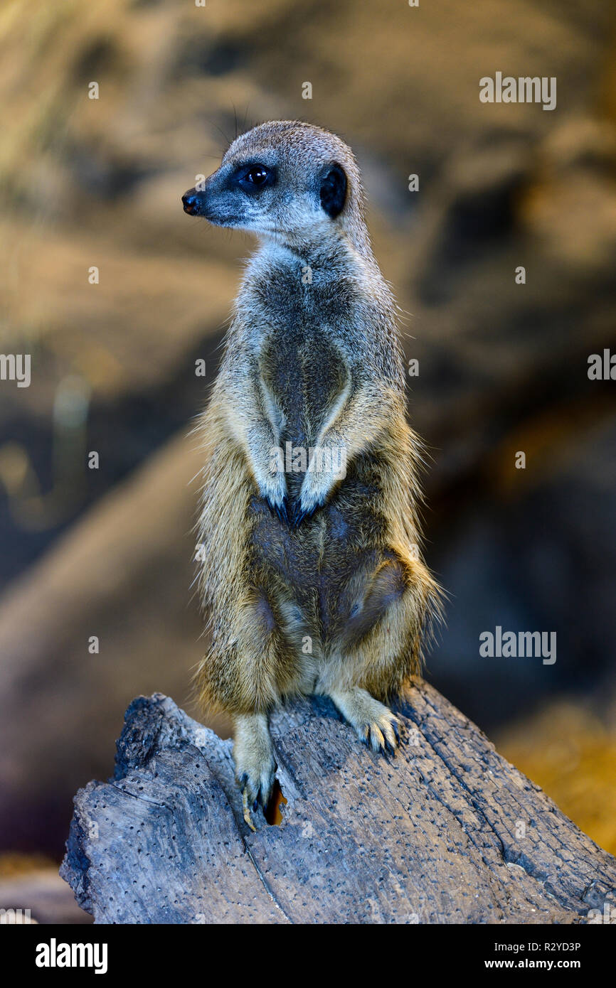 Meerkat (Suricata suricatta) di sentinella in Edinburgh Zoo, Scotland, Regno Unito Foto Stock