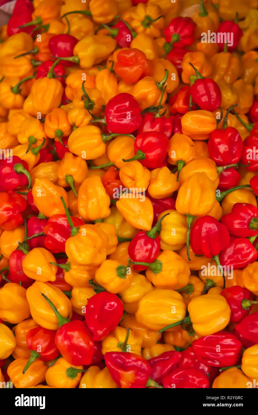 Peperoni di giallo e rosso che coprono tutta l'immagine, utile per uso in background in alcuni progetti legati al cibo o la salute Foto Stock