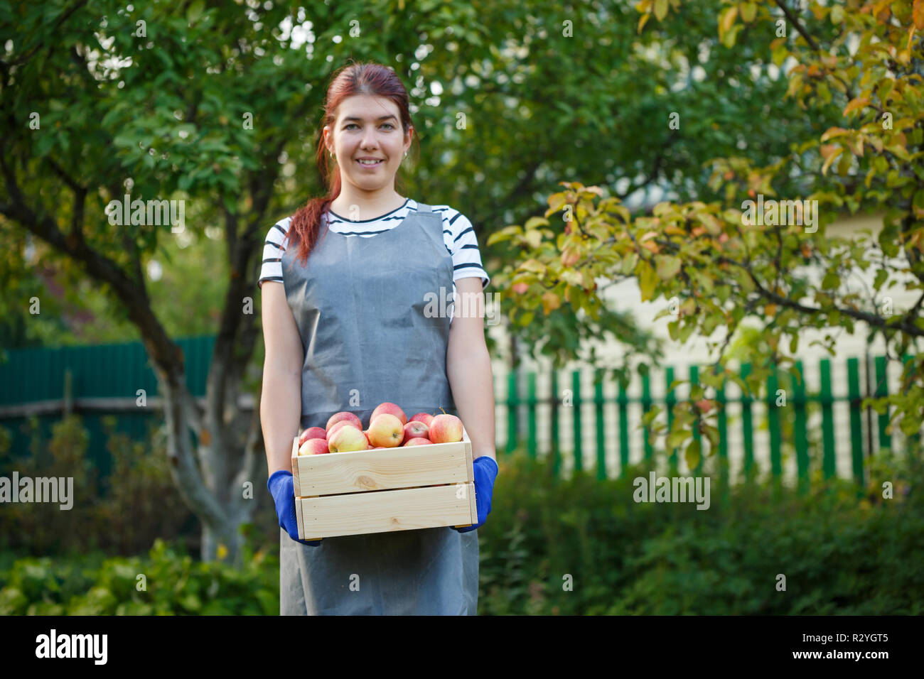 Immagine della giovane donna giardiniere con la raccolta delle mele in cassetta di legno in giardino sul giorno di estate Foto Stock