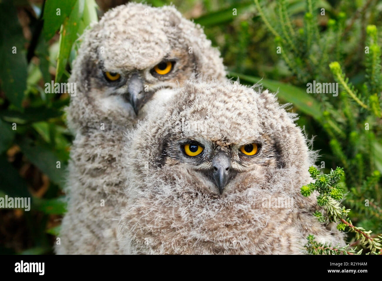 La famiglia delle aquile avvistate fotografata nel Kirstenbosch National Botanical Garden di Città del Capo. Foto Stock