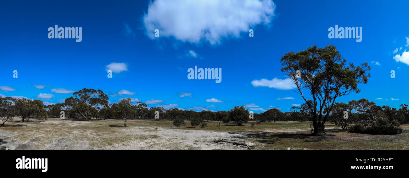 Aprire il terreno con alberi sparsi, cielo blu e nuvole Foto Stock