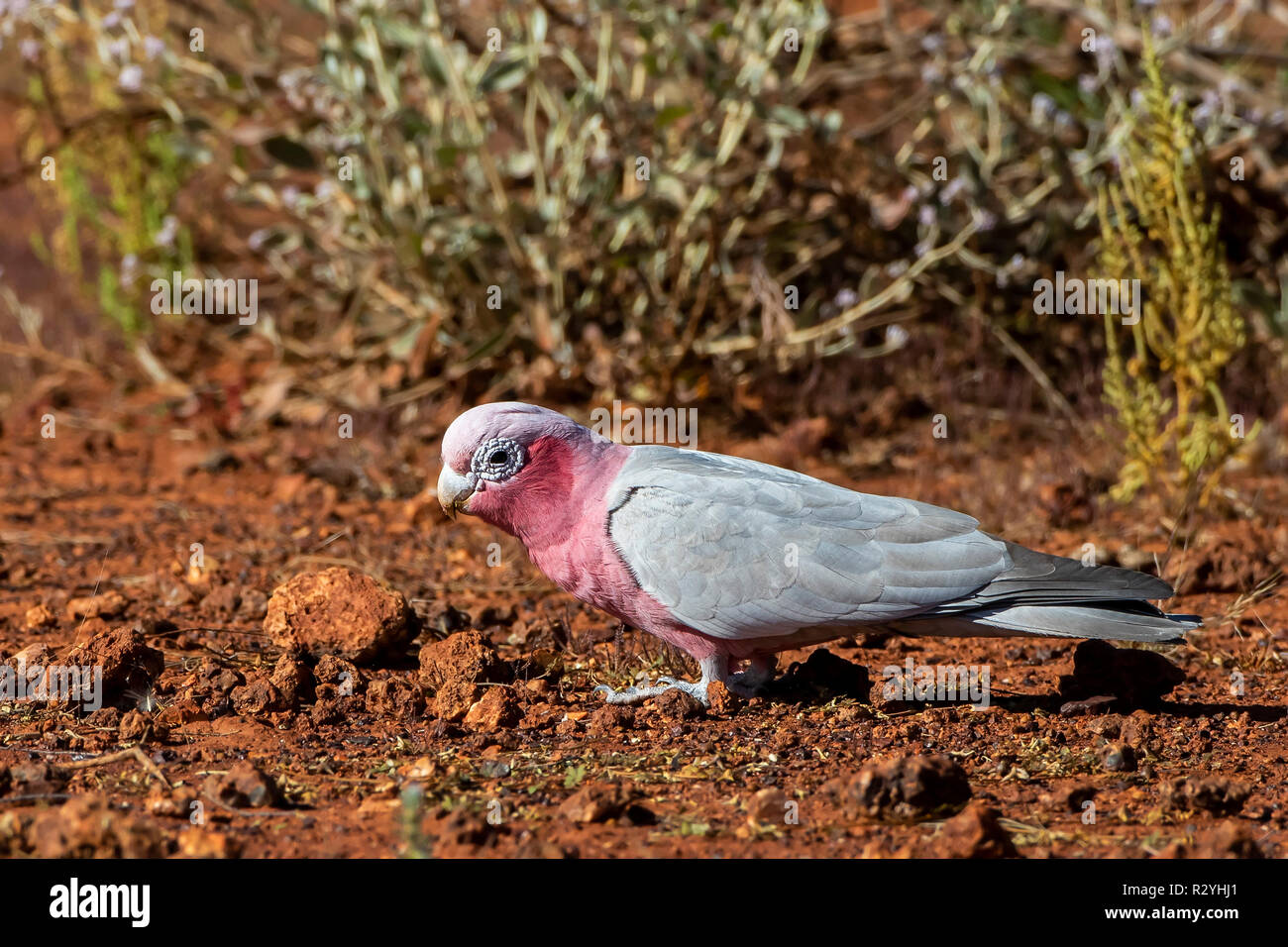 Galah (Eolophus roseicapilla) gara 'roseicapilla'. Noto anche come una rosa e grigio Cacatua Foto Stock