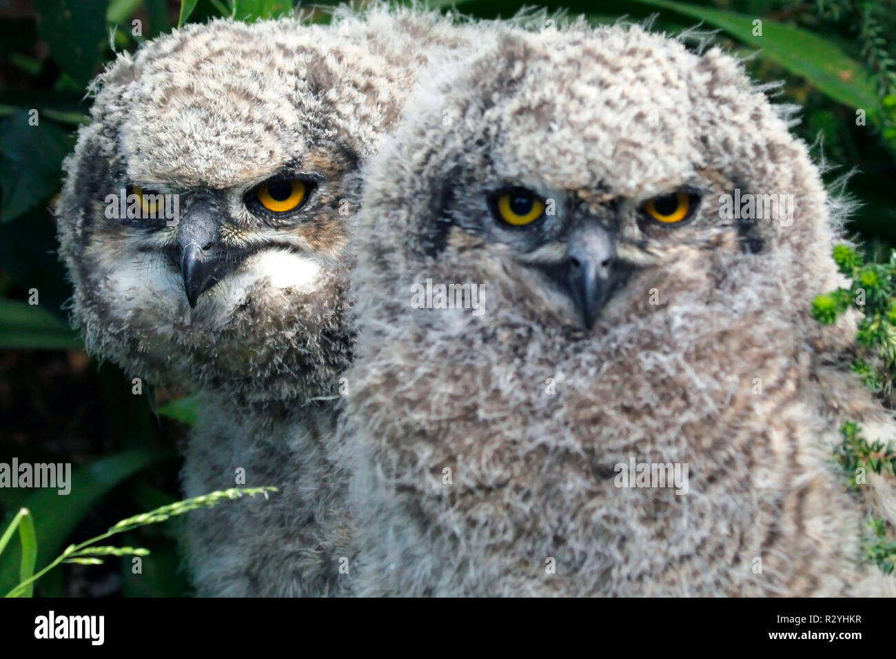 La famiglia delle aquile avvistate fotografata nel Kirstenbosch National Botanical Garden di Città del Capo. Foto Stock