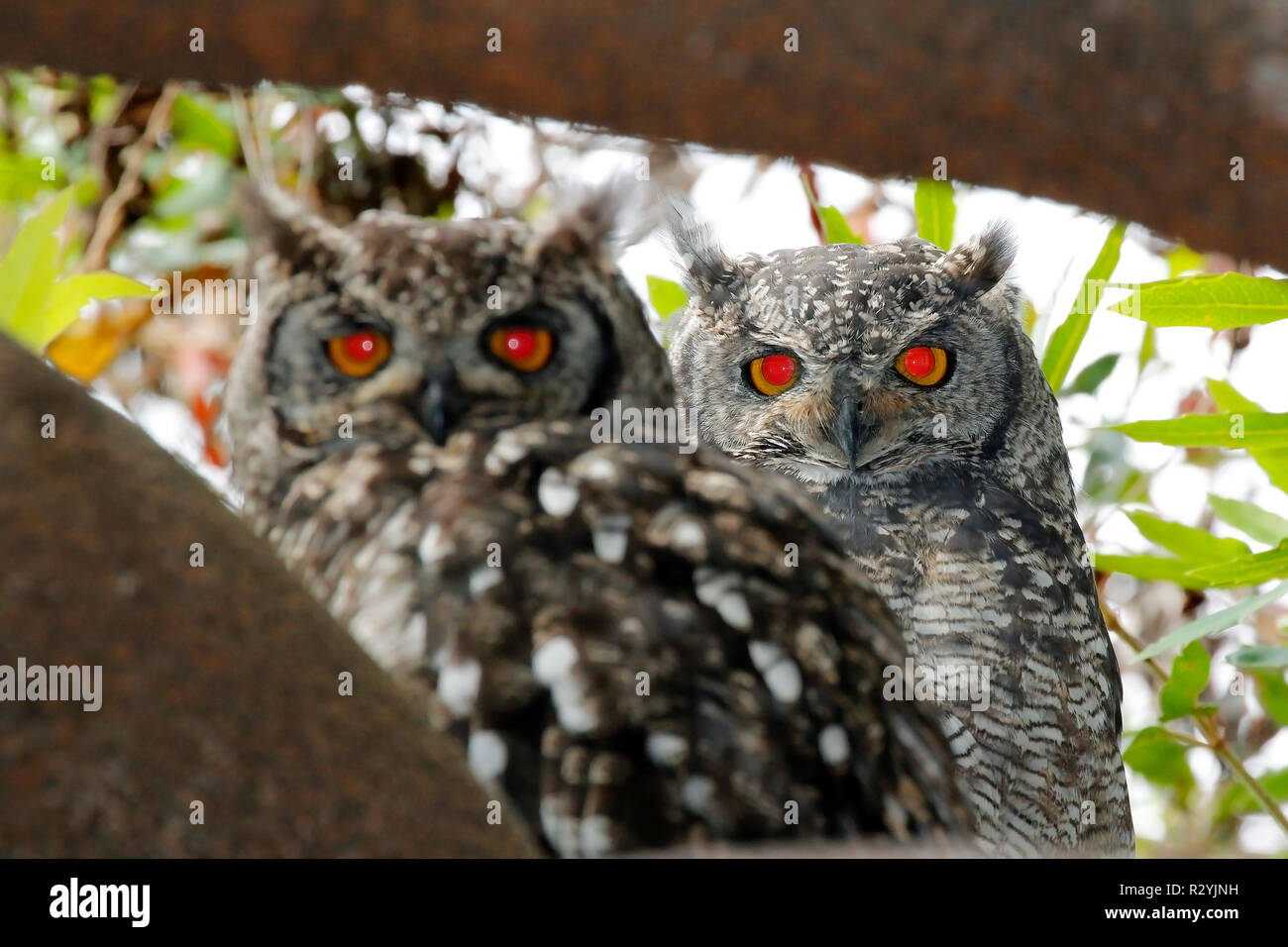 La famiglia delle aquile avvistate fotografata nel Kirstenbosch National Botanical Garden di Città del Capo. Foto Stock