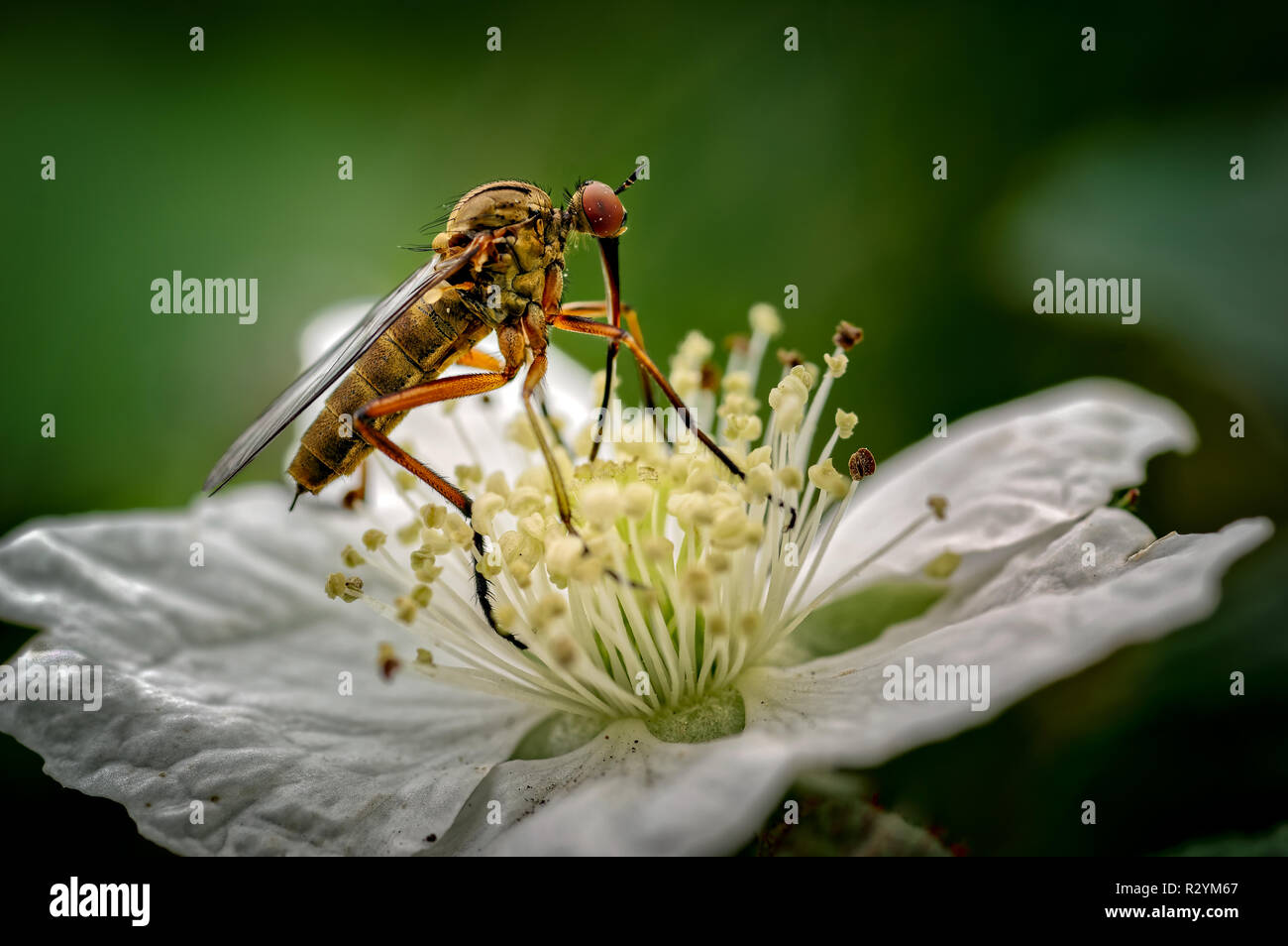 Il pugnale volare visto qui è Empis opaca nectaring (alimentazione) su un fiore dewberry. Queste Mosche sono comuni in tutta Europa tranne le penisole di th Foto Stock
