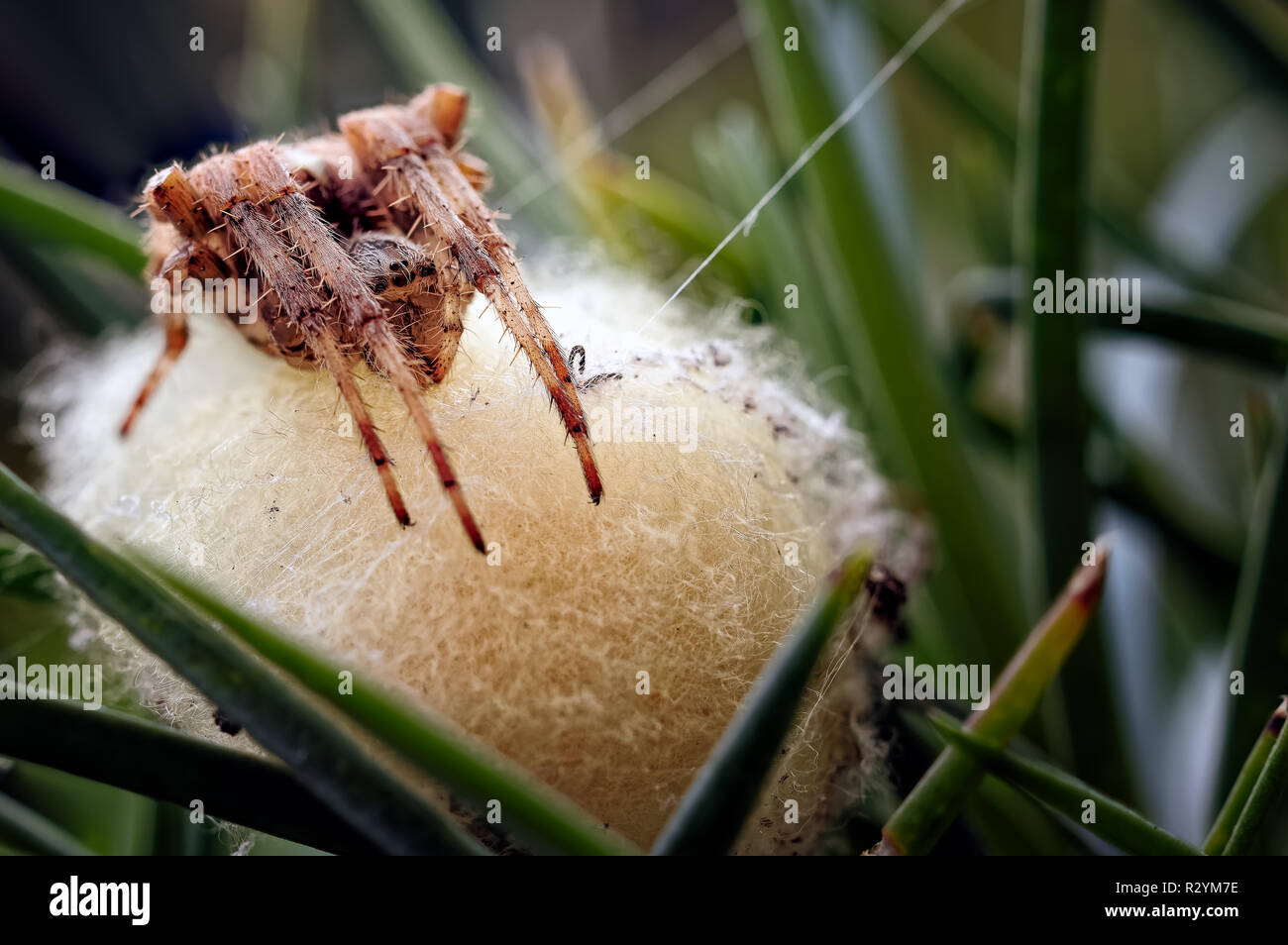 Una fotografia che mostra un giardino comune spider (Araneus diadematus) guardia lei di recente le uova deposte. Foto Stock