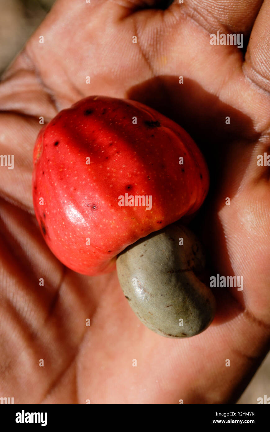 Il Burkina Faso, Gao, anacardi, allevamento anacardi frutto con dado / Anbau von Kaschunuessen, Kaschufrucht mit Nuss Foto Stock