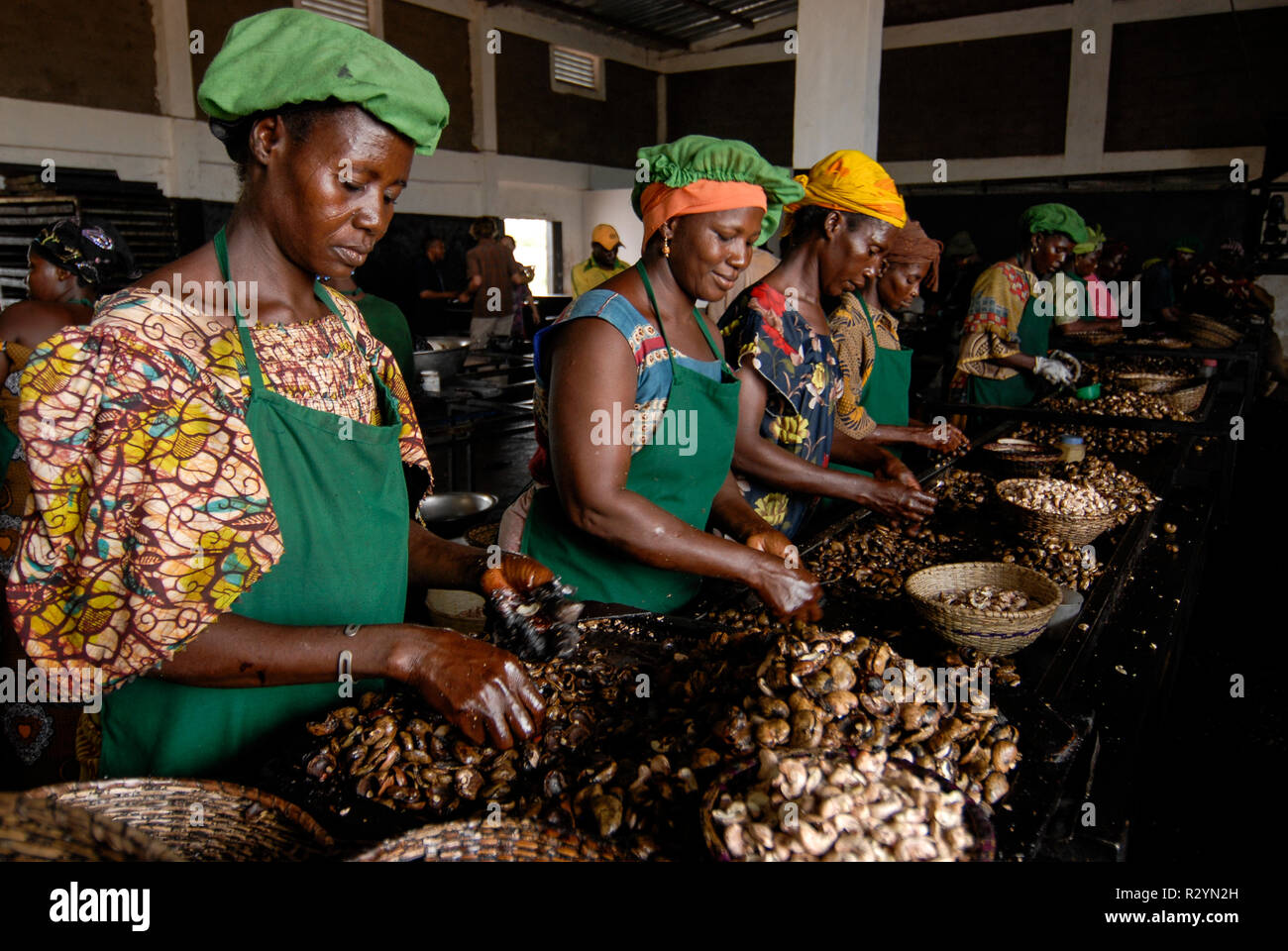 Il Burkina Faso, Banfora , Sotria B Sarl fabbrica per anacardi elaborazione del kernel, donne sbucciare noci di acagiù / Fabrik zur Verarbeitung von Kaschukerne , Frauen schaelen und sortieren Kaschu Nuesse Foto Stock