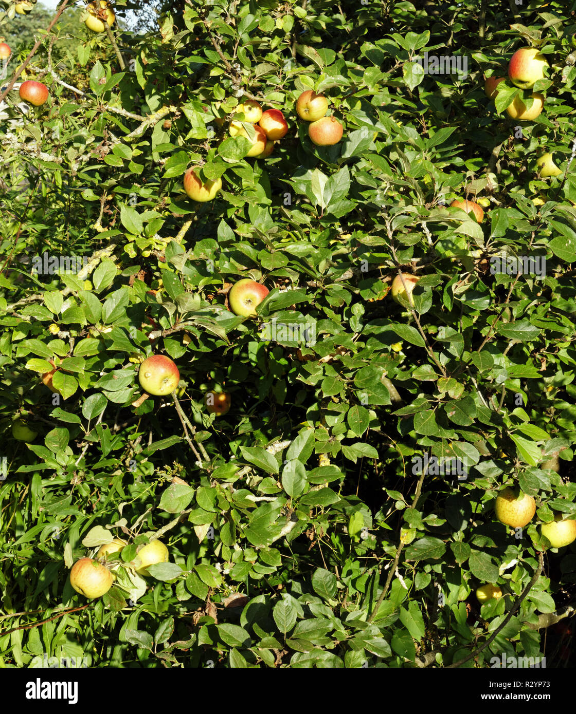 Albero di mele : Regina Pippin (Suzanne's garden, dipartimento Mayenne, Pays de la Loire, Fr). Foto Stock