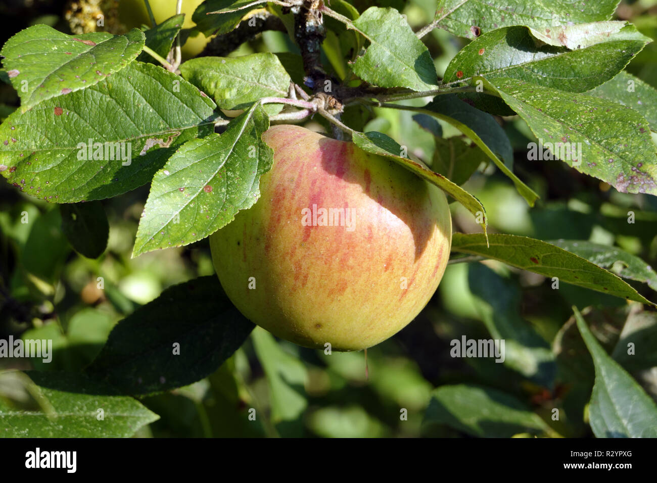 Apple (varietà Regina Pippin). Suzanne 's giardino, Le Pas, Mayenne, Pays de la Loire, Francia). Foto Stock