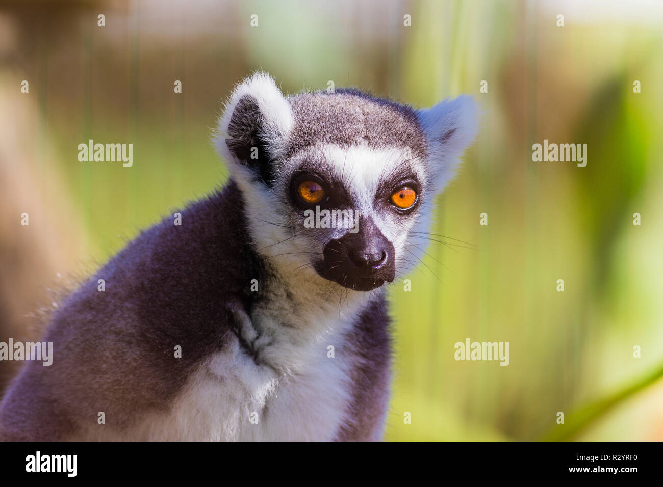 Lemure Ring Tailed Lemuroidea Ha Grandi Occhi Dorati Closeup Ritratto Foto Stock Alamy