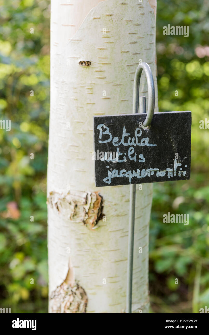 Tronco di betulla himalayano (Betula utilis) 'Jacquemontii', della Mosella, Francia Foto Stock