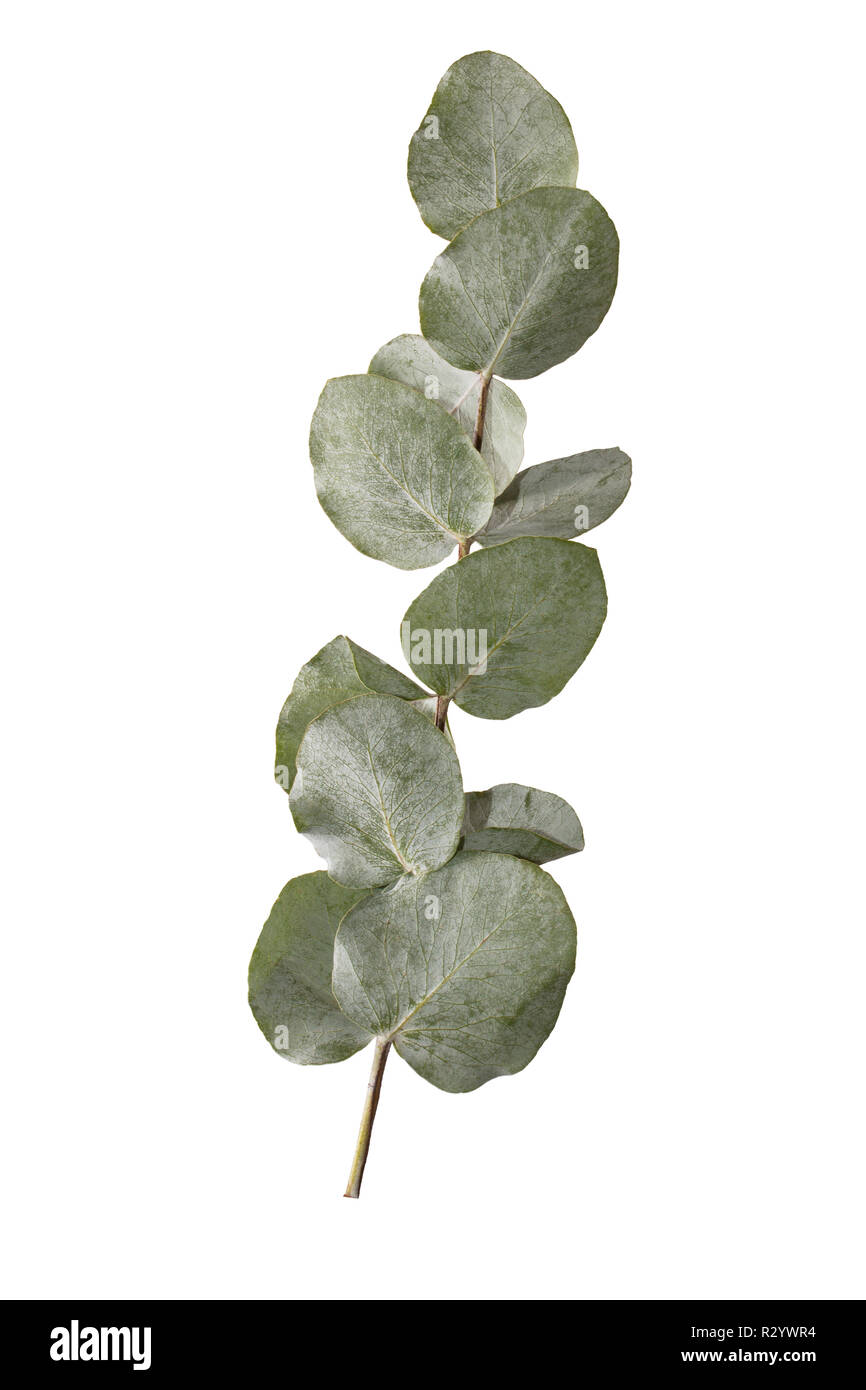 Pianta seccata filiale per decorare bouquet delicato con sentori di foglie rotonde di tinta fredda con una patina bianca. Foto Stock
