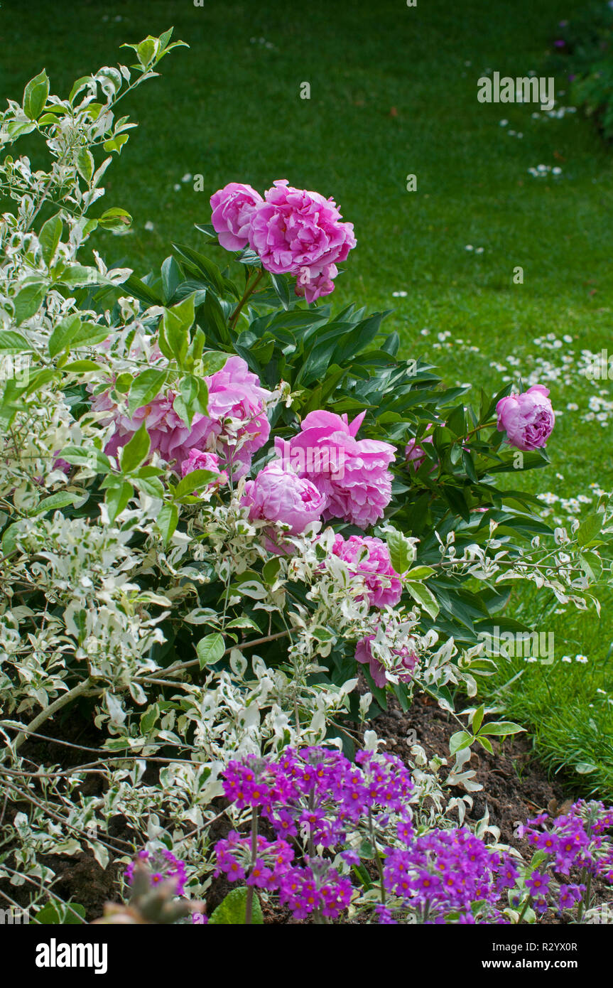 Peonia 'Alexandre Dumas in fiore in un giardino Foto Stock