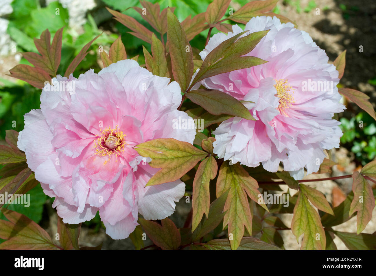 Peonia 'Yachiyo Tsubaki' in fiore in un giardino Foto Stock
