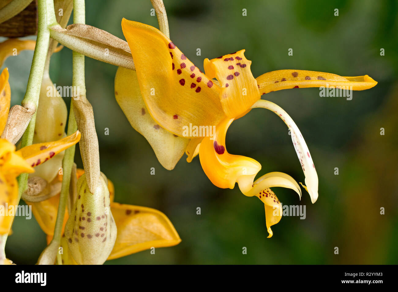 Orchidea (Stanhopea jenischiana) Foto Stock