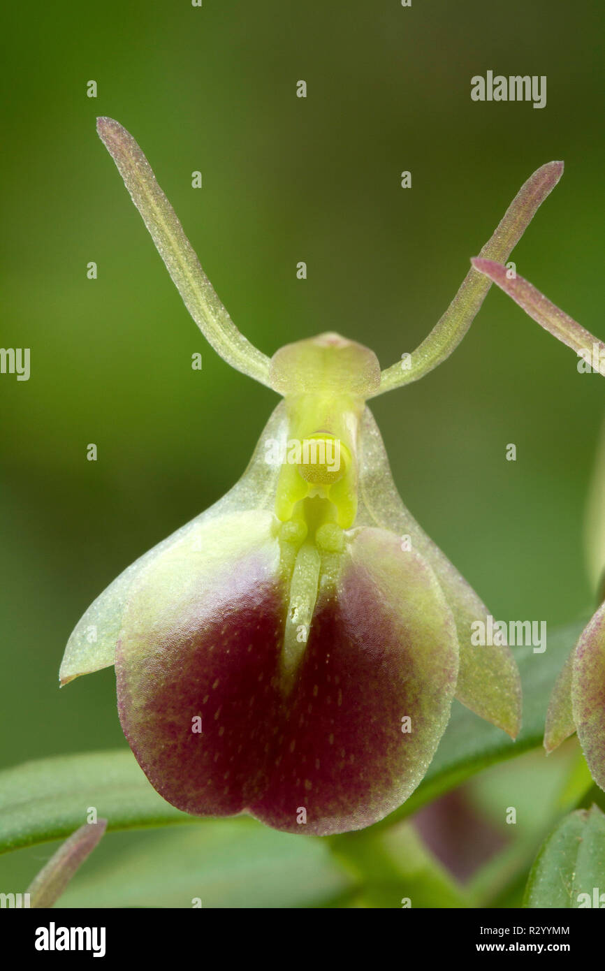 Orchidea (Epidendrum porpax) Foto Stock