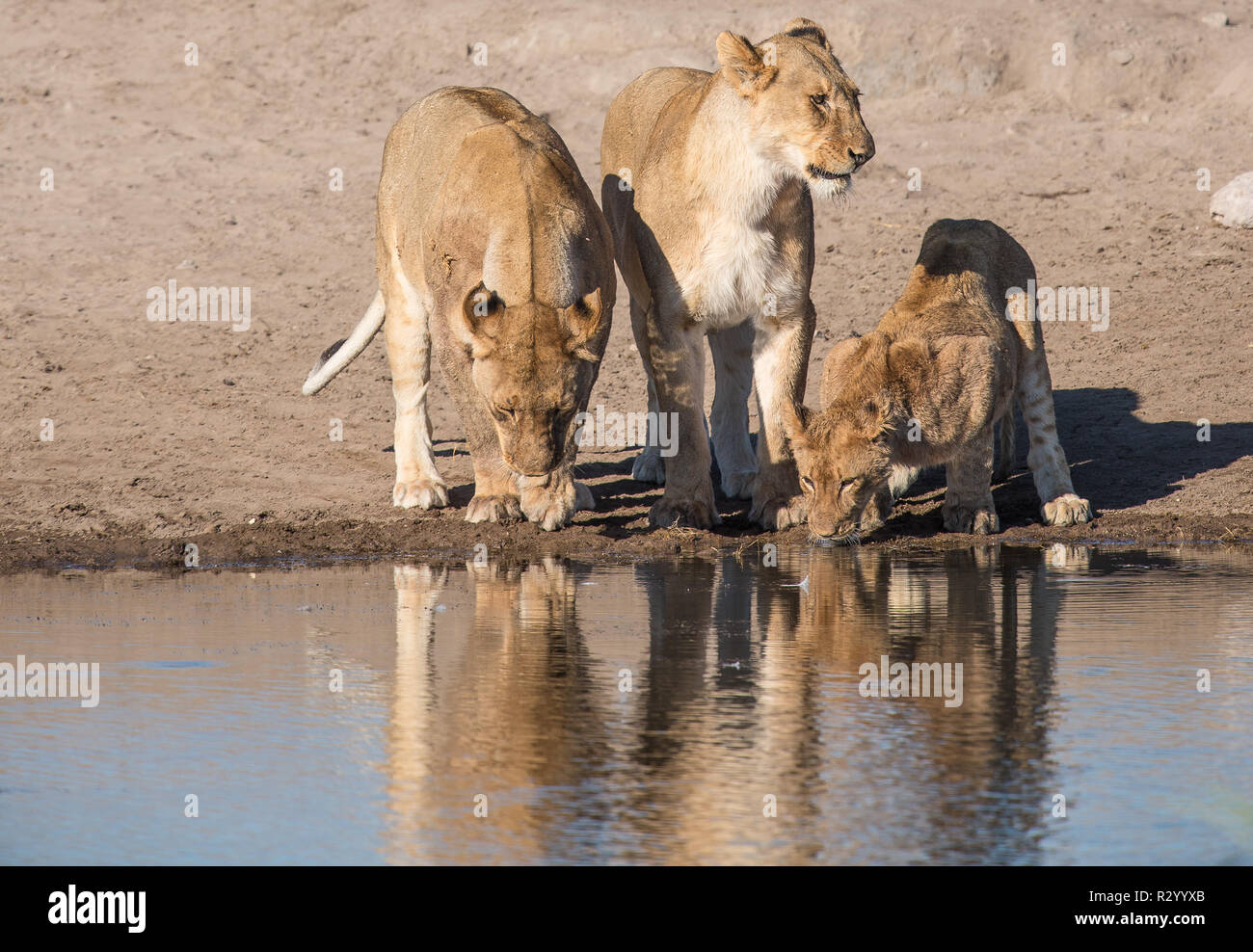 Tre Leoni di bere a waterhole Foto Stock