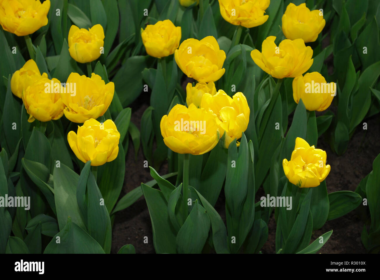 Tulip Goldmember (Double Fine Gruppo) coltivati in tutto il parco. Tempo di primavera nei Paesi Bassi. Foto Stock