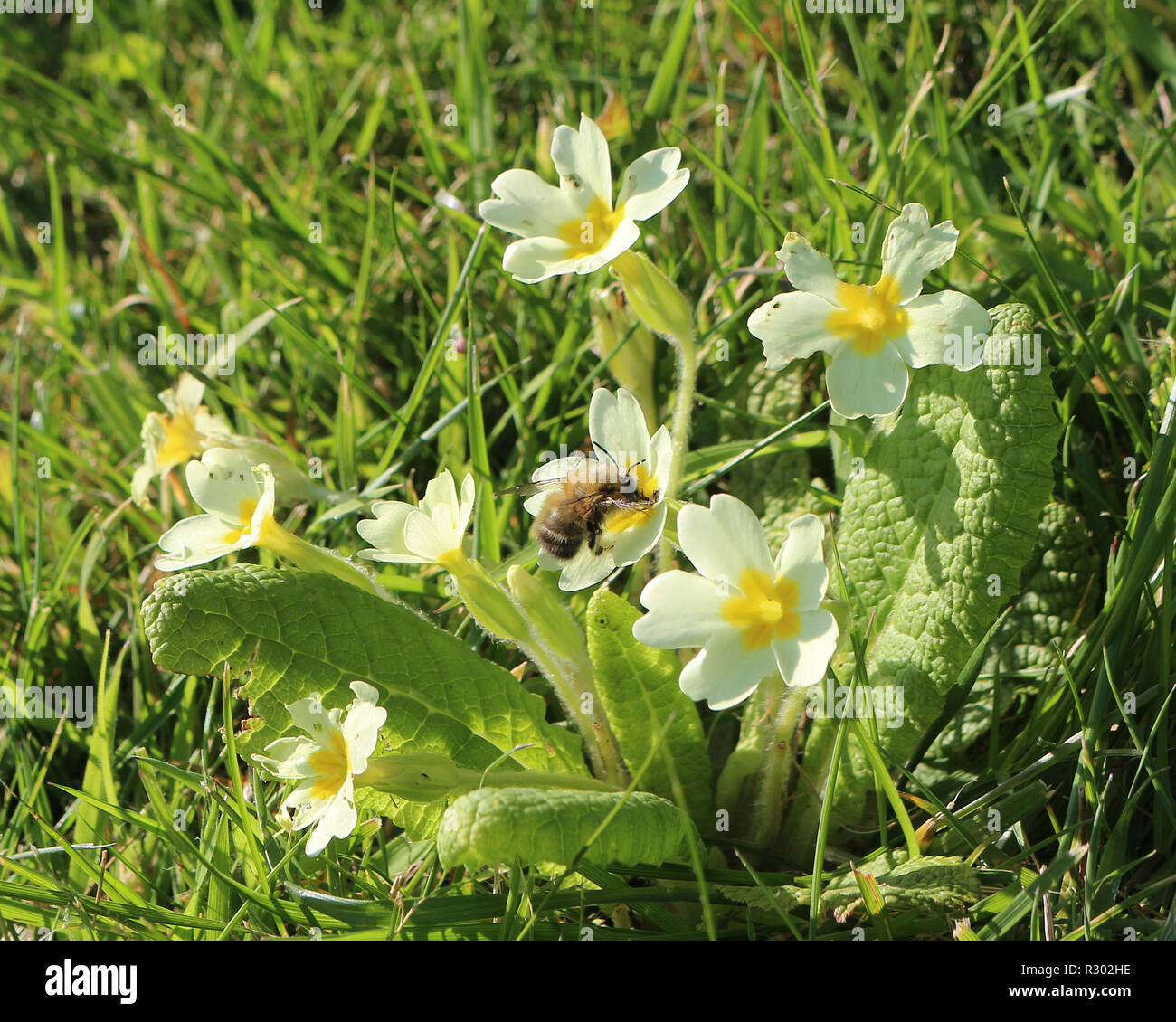 Primula vulgaris, comune primula gialla con un lavoratore honey bee alimentare su nectar Foto Stock