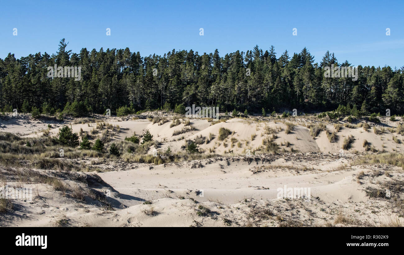 Le dune di sabbia lasciano il posto alla foresta pluviale costiera presso l'Oregon Dunes National Recreation area, la Siuslaw National Forest, nell'Oregon meridionale. Foto Stock