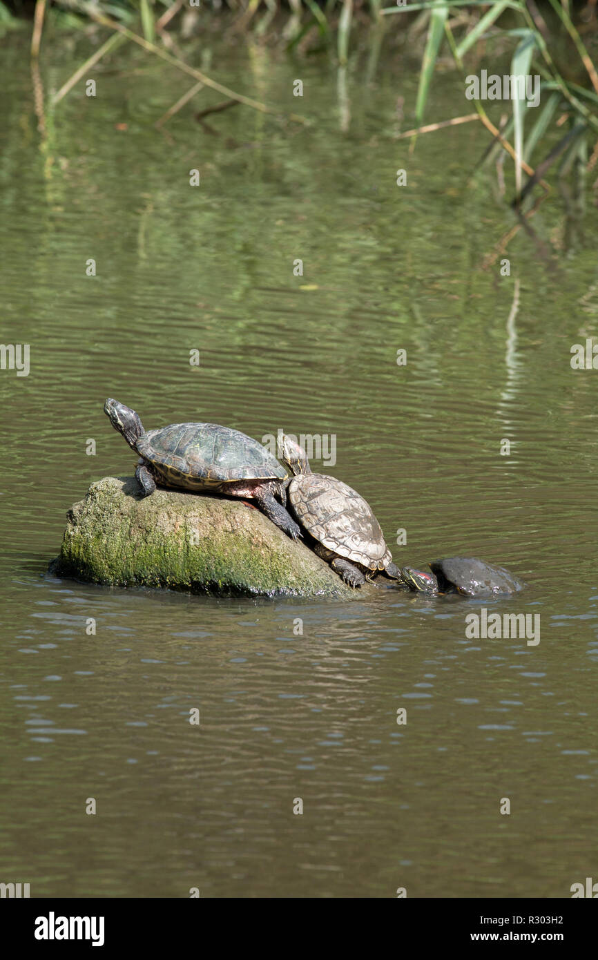 Rosso-eared tartarughe o Terrapins (Trachemys scripta elegans). Adulti in un parco pubblico il lago, emergente da un inverno brumation e riscaldamento stessi dall'acqua fredda da crogiolarsi nella luce solare ​spring. Foto Stock