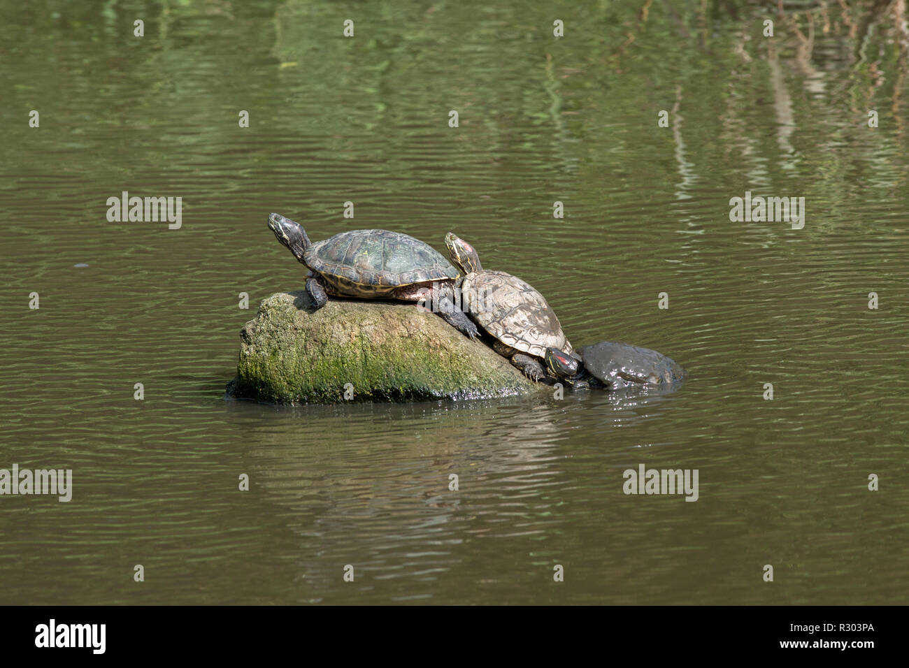 Rosso-eared tartarughe o Terrapins (Trachemys scripta elegans). Adulti in un parco pubblico il lago, emergente da un letargo invernale e il riscaldamento se stessi nel sole di primavera.​ vitamina D3 permette il metabolismo del calcio per ossa e la crescita della shell.​ Foto Stock