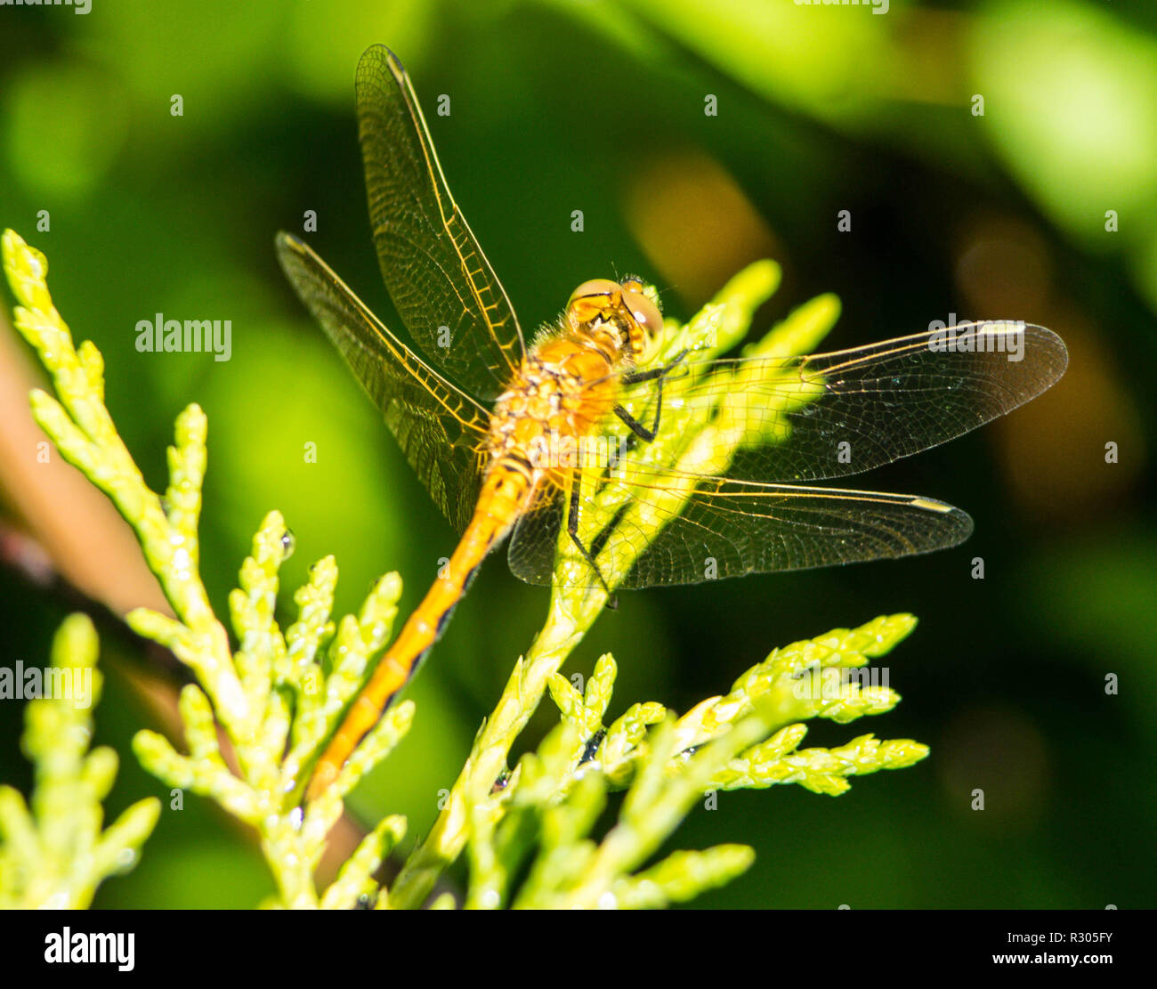 libellula Foto Stock