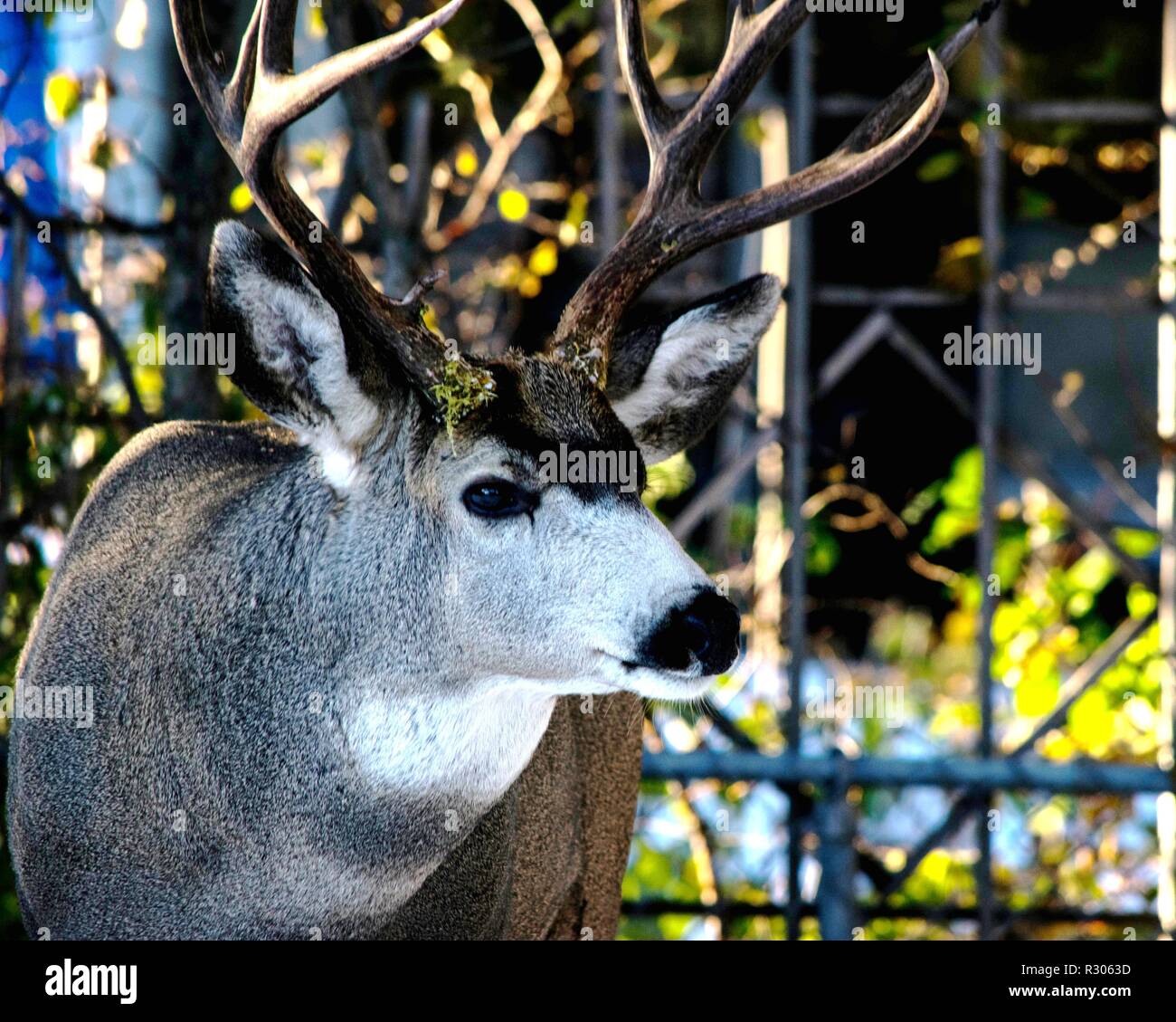 Mule Deer giostre nel nostro cortile Foto Stock