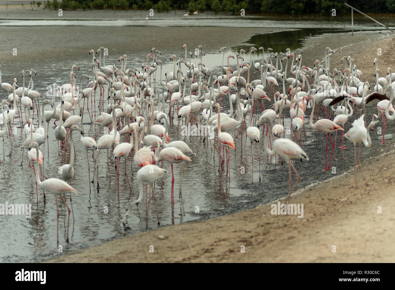 I fenicotteri a Ras Al Khor Wildlife Sanctuary, sito Ramsar, Flamingo nascondi2, Dubai, Emirati Arabi Uniti Foto Stock