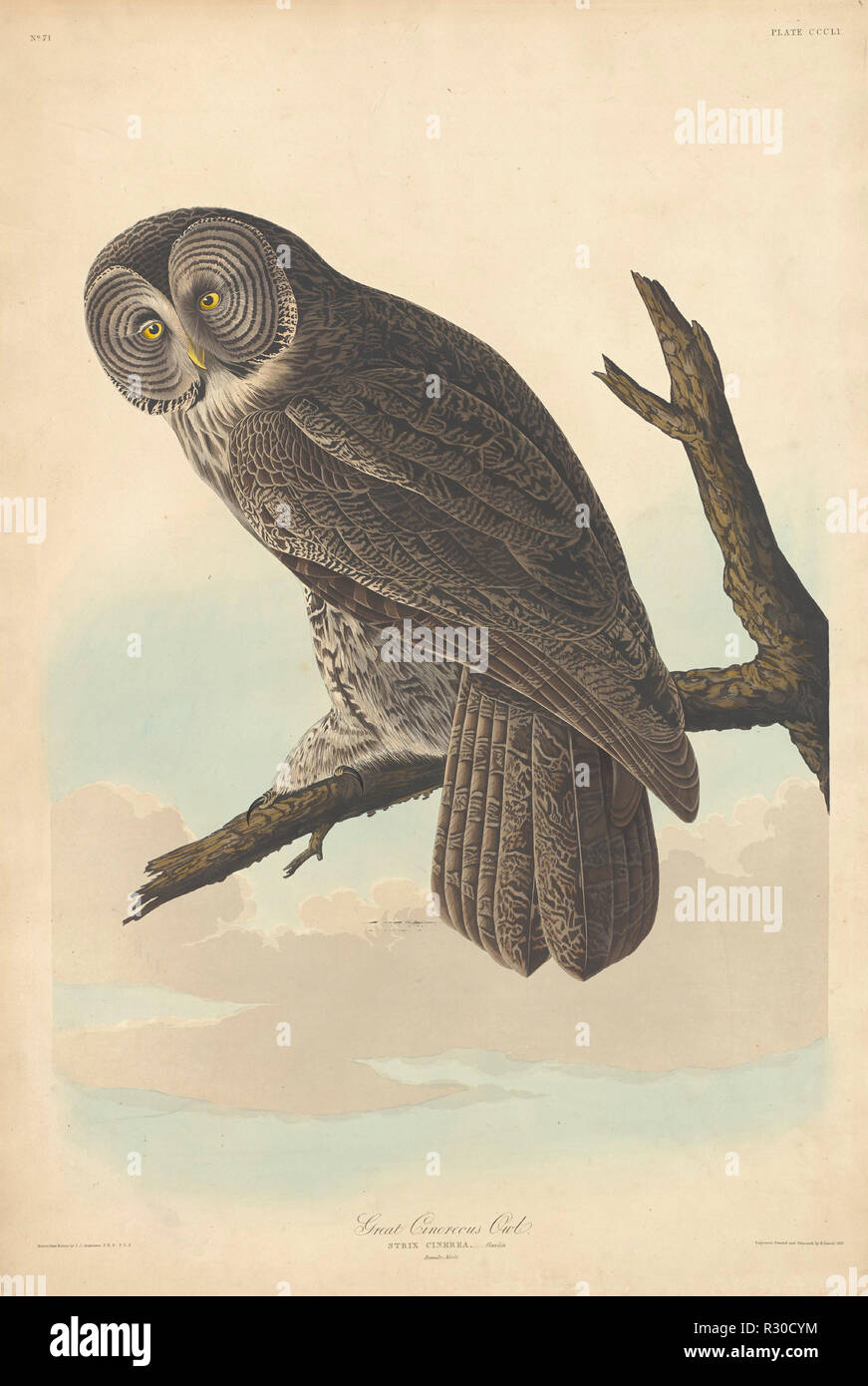 Grande Gufo Cinereous. Data: 1837. Dimensioni: piastra: 96,8 x 64,8 cm (38 1/8 x 25 1/2 in.) foglio: 100,3 x 67,5 cm (39 1/2 x 26 9/16 in.). Medium: colorate a mano di attacco e acquatinta su carta Whatman. Museo: National Gallery of Art di Washington DC. Autore: Robert Havell dopo John James Audubon. AUDUBON, Giovanni Giacomo. Foto Stock