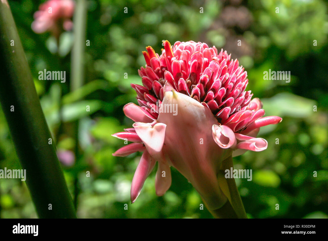 Torcia zenzero (Etlingera elatior) fiore in St Lucia Foto Stock