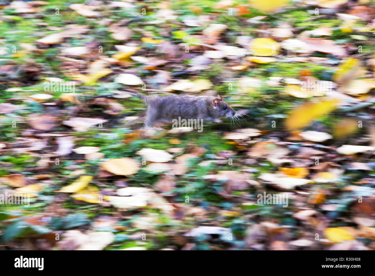 Un ratto marrone acceso per coprire a Leighton Moss RSPB riserva, Lancashire, Regno Unito. Foto Stock