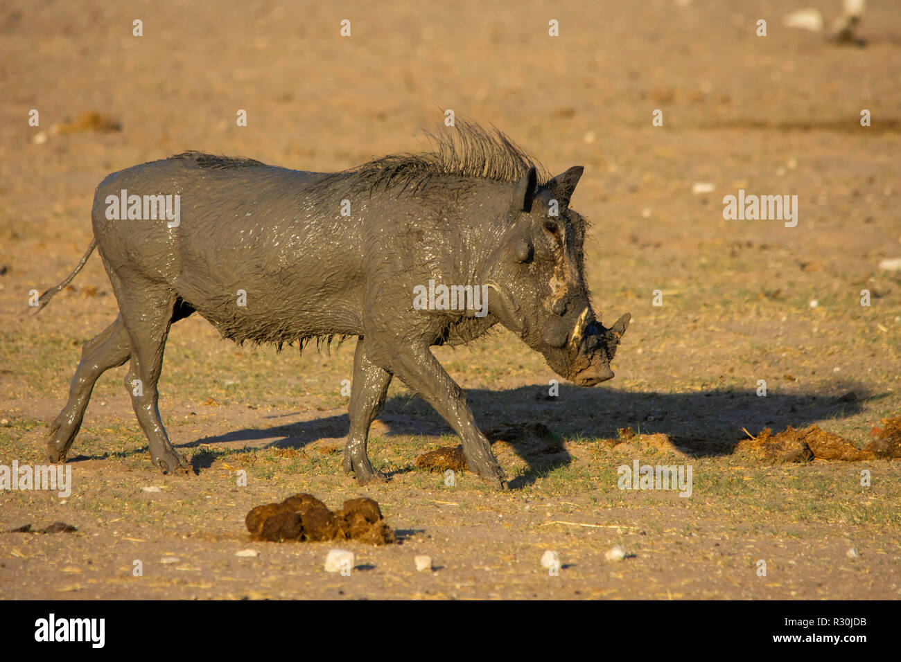 Un comune Warthog (Phacochoerus africanus) gode di un mudbath a waterhole in Etosha, Namibia. Foto Stock