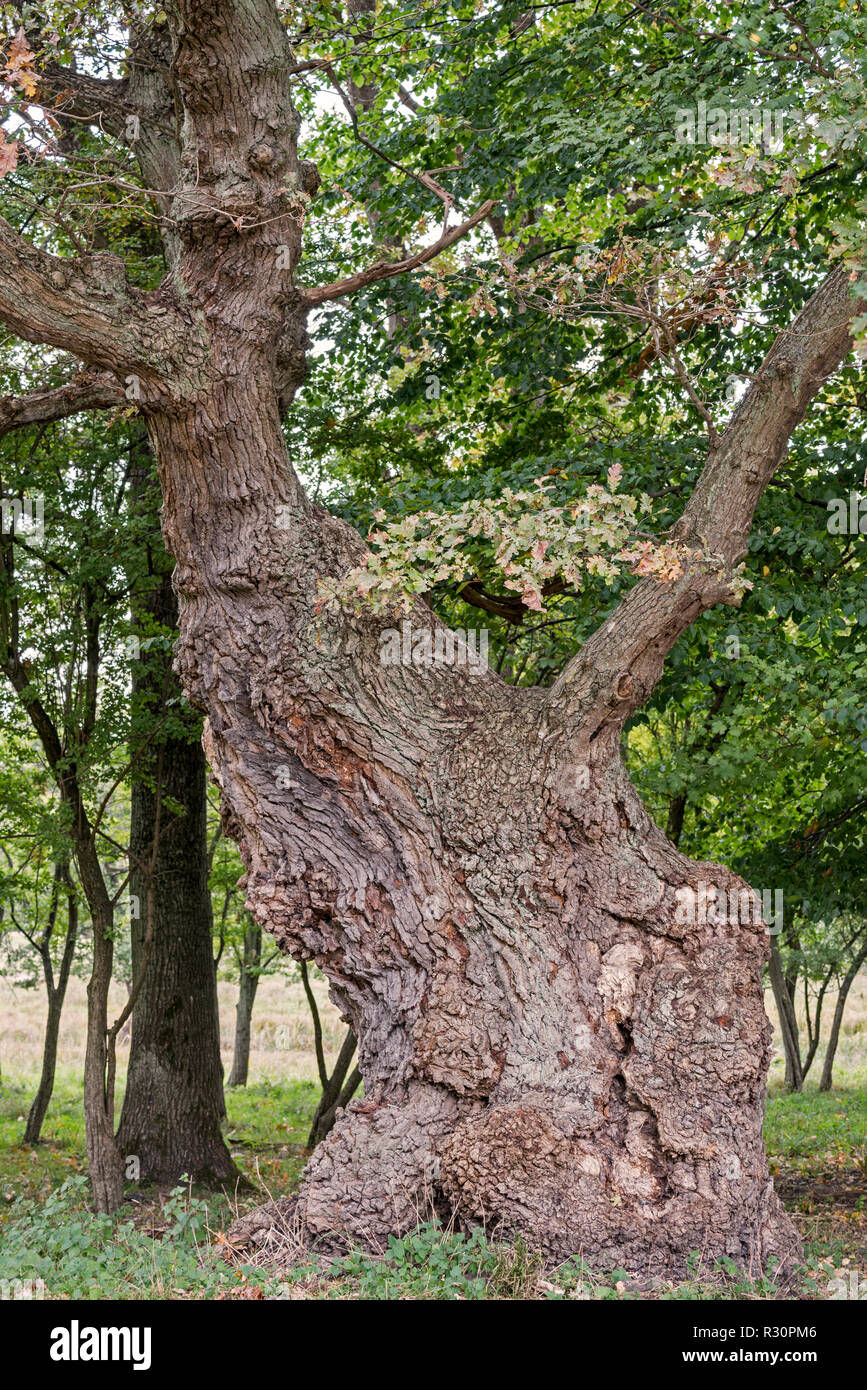 Vecchi di secoli inglese / Quercia farnia (Quercus robur) nella tarda estate / autunno Foto Stock