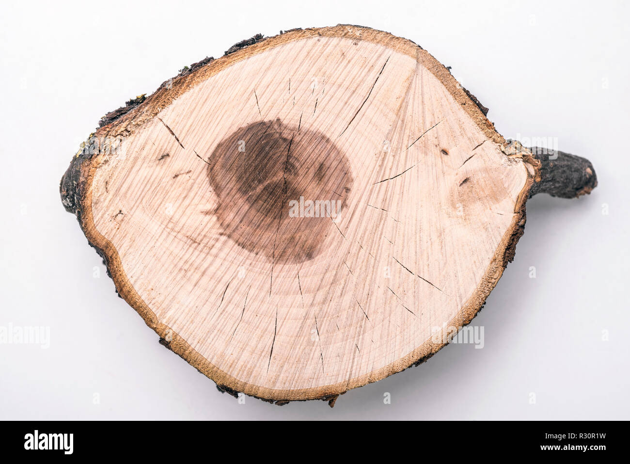 Altamente dettagliate melo xilografia isolato su bianco Foto Stock