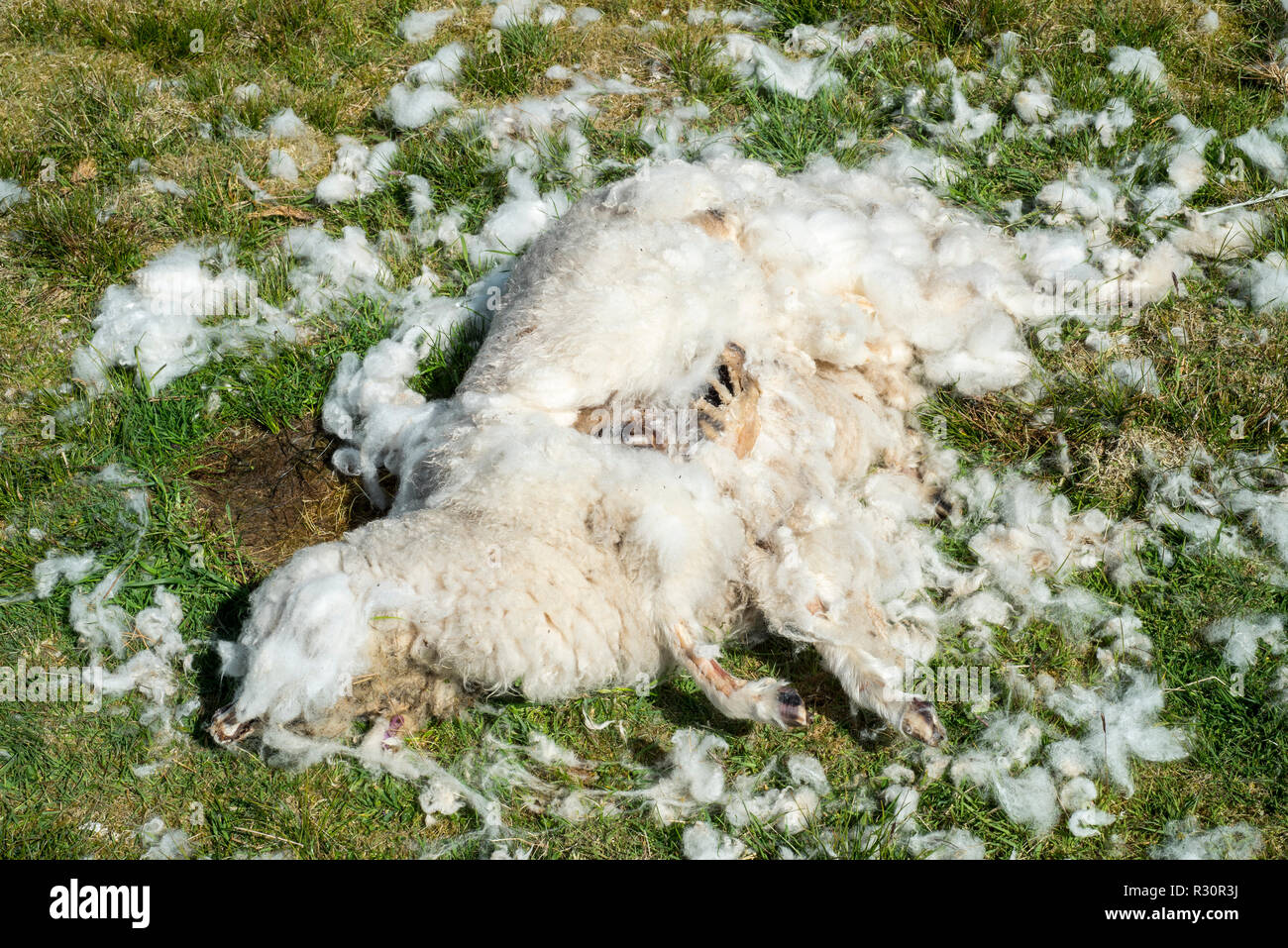 Pecora morta giacente nella brughiera, in parte mangiato da spazzini, Scotland, Regno Unito Foto Stock
