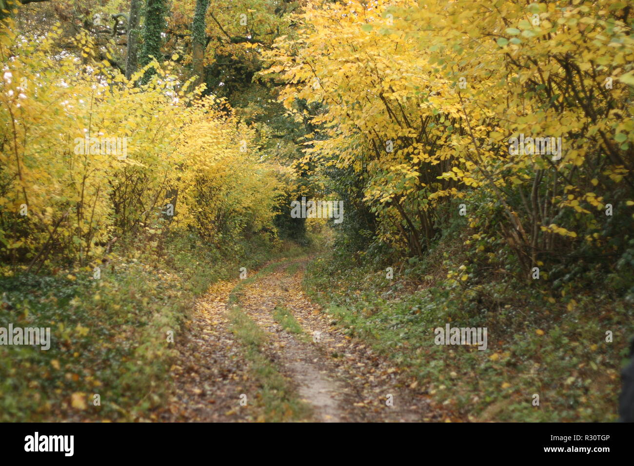 La natura a piedi foto durante le escursioni che ho molti altri come questo spero che vi piaccia! Foto Stock